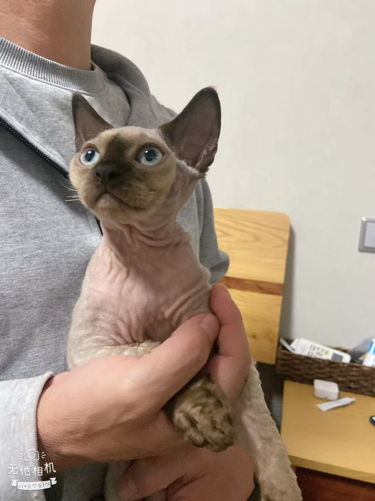 德文小弟弟，重点色。价格可以协商